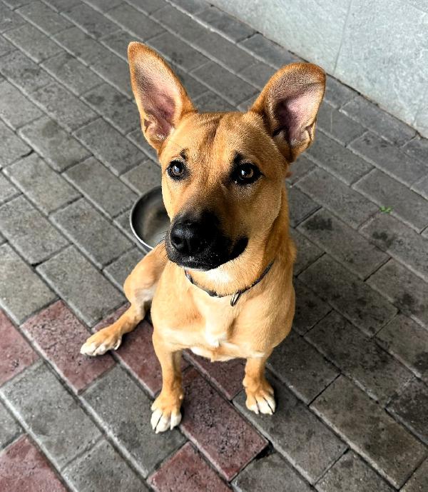 SIMBA CAGNOLINO METICCIO Foto 3